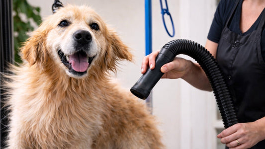 Best Dog Grooming Dryers for Professionals (2026 Buying Guide) - Pro Groomer Supply