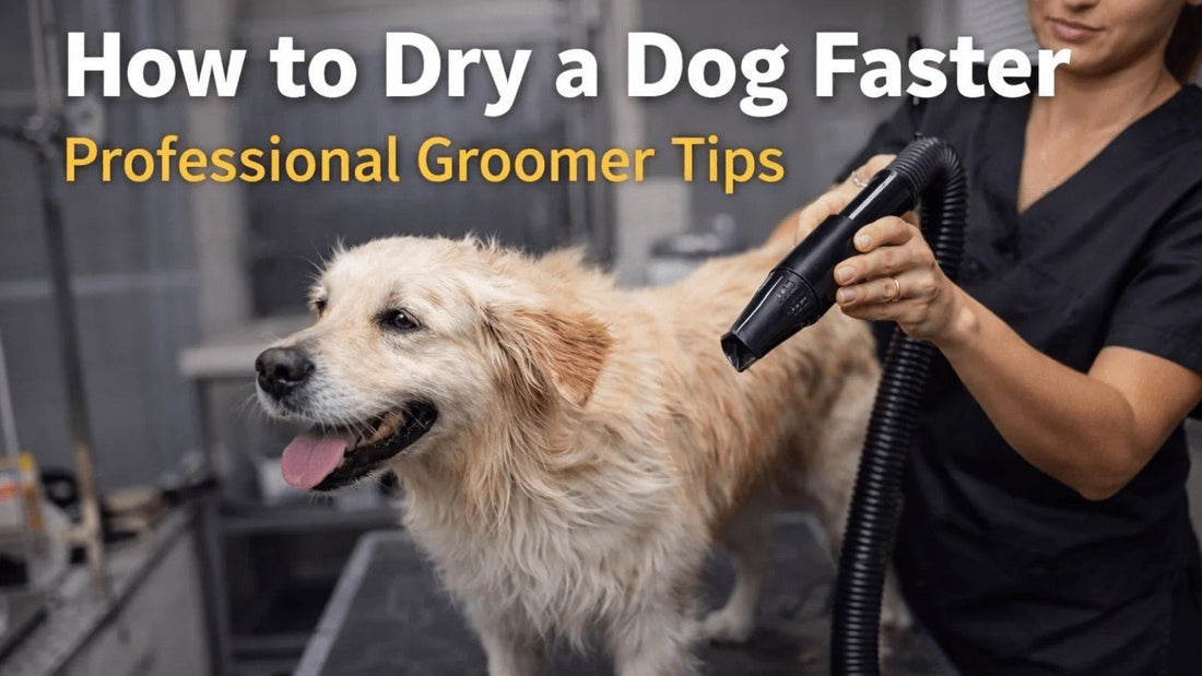 How to Dry a Dog Faster: Professional Groomer Techniques That Actually Work - Pro Groomer Supply