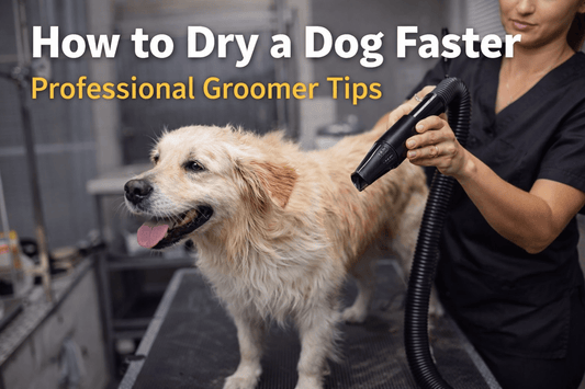 How to Dry a Dog Faster: Professional Groomer Techniques That Actually Work - Pro Groomer Supply
