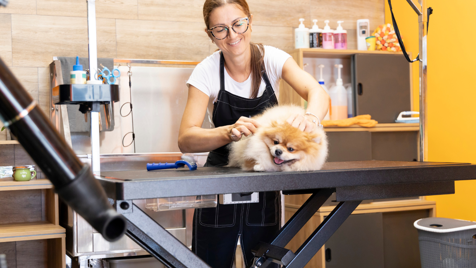Professional Pet Groomer Using Grooming Equipment On Dog